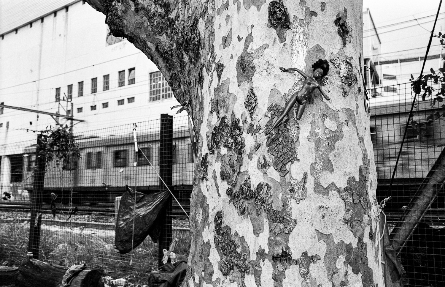 Barbie hung on tree, potentially marking a territory of campsite, Claremont, 2013.